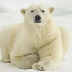 Polar Bear, Svalbard, Norway Polar Bear, Svalbard, Norway