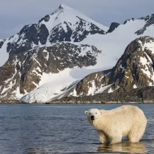 Polar Bear, Svalbard, Norway Polar Bear, Svalbard, Norway