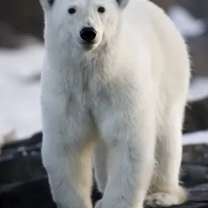 Polar Bear, Svalbard, Norway Polar Bear, Svalbard, Norway