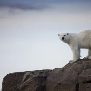 Polar Bear, Svalbard, Norway Polar Bear, Svalbard, Norway