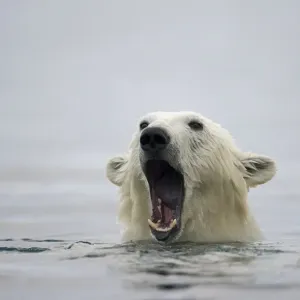 Polar Bear, Svalbard, Norway Polar Bear, Svalbard, Norway