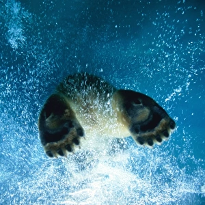 Polar Bear Swimming (Ursus Maritimus)