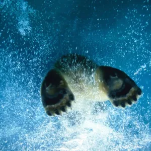 Polar Bear Swimming Print Polar Bear Swimming Print
