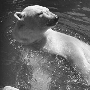 Polar bear swimming in water, (B&W), close-up