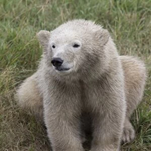 Polar Bear -Ursus maritimus-, cub, in Skandinavisk Dyrepark or Scandinavian Wildlife Park, Jutland, Denmark