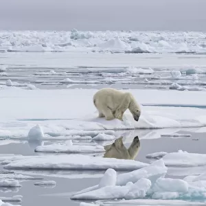 Polar bear (Ursus maritimus) looking at reflection, Svalbard, Norway