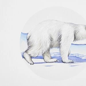 Polar bear (Ursus maritimus), walking on ice