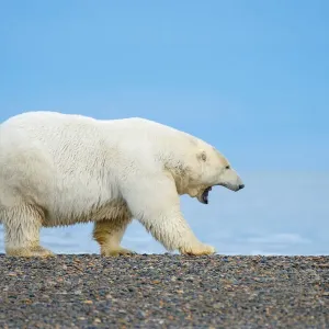 Polar Bear walking at the Alaska beach Polar Bear walking at the Alaska beach