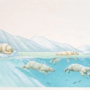 Polar Bears, Ursus maritimus, diving under water for fish and resting on ice at glacier edge, side view