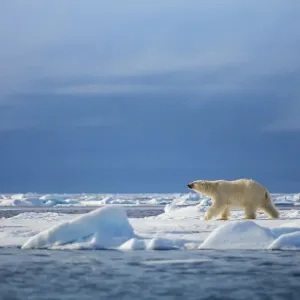 Polar steps Polar steps