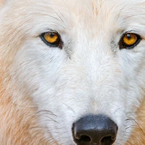 Nature & Wildlife Photographic Print Collection: Arctic Wolf