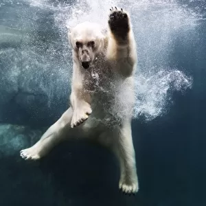 Polarbear in water