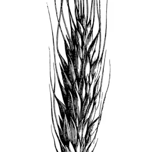 Polish wheat (Triticum polonicum) Polish wheat (Triticum polonicum)