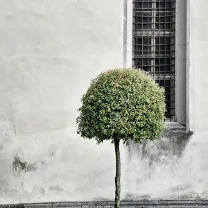 Pollarded tree in a city street in Italy