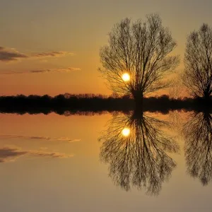 Pollarded willows -Salix sp. -, at sunset, near Tangstedt, Schleswig-Holstein, Germany, Europe Pollarded willows -Salix sp. -, at sunset, near Tangstedt, Schleswig-Holstein, Germany, Europe