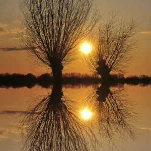 Pollarded willows -Salix sp. -, at sunset, near Tangstedt, Schleswig-Holstein, Germany, Europe Pollarded willows -Salix sp. -, at sunset, near Tangstedt, Schleswig-Holstein, Germany, Europe