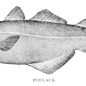 Pollock Fish Engraving Print, 1898 Pollock Fish Engraving Print, 1898