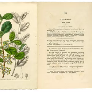 Polyandria Monogynia Victorian Botanical Illustration, Azara, Toothed Azara, 1835