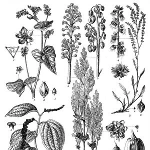 Polygonaceae family