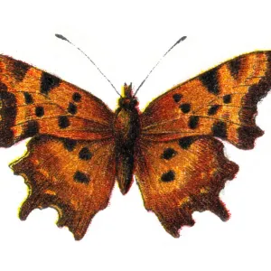Polygonia c-album, the comma butterfly, Wildlife art Polygonia c-album, the comma butterfly, Wildlife art