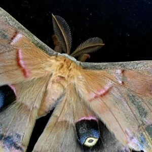 Insects On Earth Fine Art Print Collection: Silk Moths