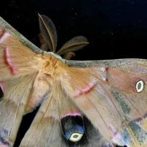 Insects On Earth Photographic Print Collection: Silk Moths