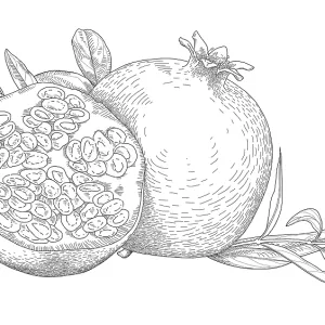 Pomegranates Pomegranates