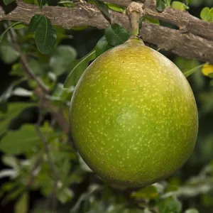 Pomelo fruit -Citrus maxima, Citrus grandis-, growing on a tree, Chiang Mai, Thailand, Southeast Asia