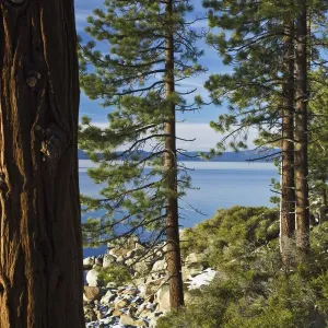Ponderosa Pines (Pinus ponderosa) at shoreline of Lake Tahoe, Nevada, USA Ponderosa Pines (Pinus ponderosa) at shoreline of Lake Tahoe, Nevada, USA
