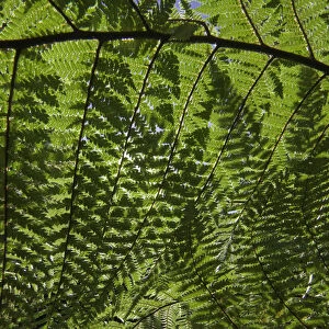 Detail of ponga tree, New Zealand