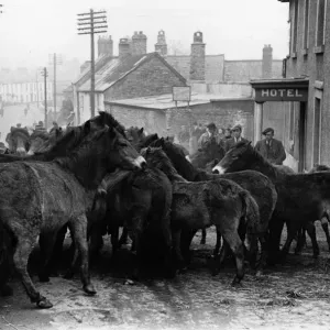 Exmoor Ponies Print Exmoor Ponies Print