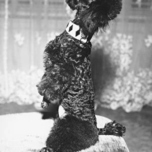 Poodle standing erect on stool, begging (B&W)
