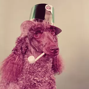 Poodle wearing hat, holding pipe in mouth