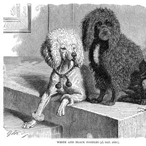 Poodles dog engraving 1894