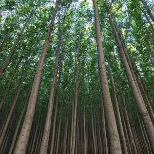 Poplar Grove Poplar Grove