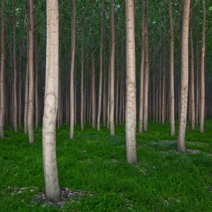 Poplar Grove Print - Large Tree Grove Landscape