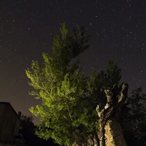 Poplar at night in the light of the stars