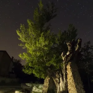Poplar at night in the light of the stars Poplar at night in the light of the stars