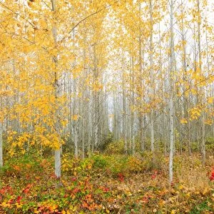 Poplar Tree Grove in Fall Season