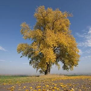 Poplar tree -Populus sp. - In autumn, Thuringia, Germany