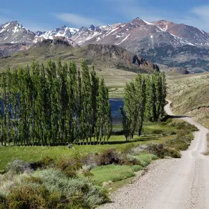 Poplars, the Chilean Andes at the back, on the Rio Chacabuco river, Cochrane, Region de Aysen, Patagonia, Chile, South America, America