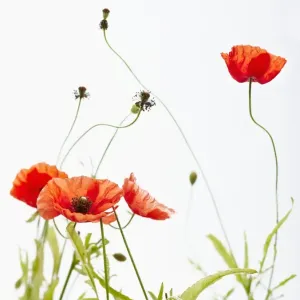 Poppies Poppies
