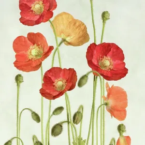 Poppies Poppies
