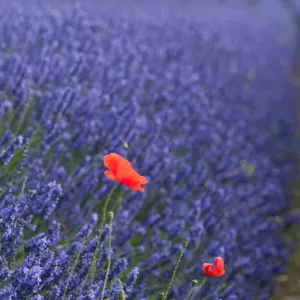Poppies in lavender fields Poppies in lavender fields