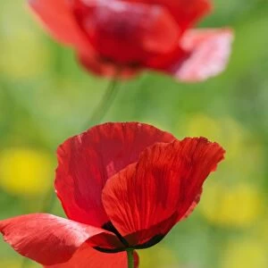 Poppy flowers -Papaver rhoeas-