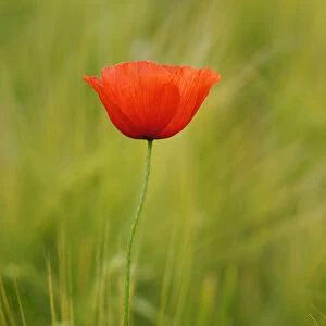 Poppy -Papaver- in a barley field