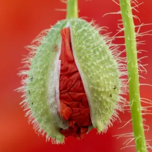 Flower Art Framed Print Collection: The Poppy Flower