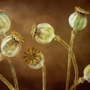 Poppy seedheads Poppy seedheads