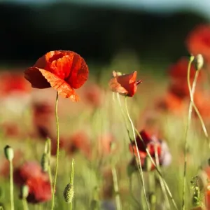 Poppys on field Poppys on field