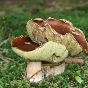 Porcini (Boletus edulis), Allgaeu, Bavaria, Germany, Europe Porcini (Boletus edulis), Allgaeu, Bavaria, Germany, Europe